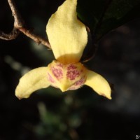 Mitrephora heyneana (Hook.f. & Thomson) Thwaites